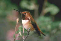 Rufous Hummingbird, male