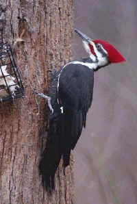 Pileated Woodpecker, male