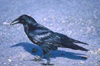 Common Raven