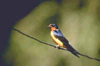 Barn Swallow