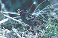 European Starling, summer