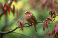 Purple Finch, male