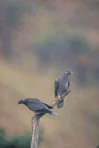 Band-tailed Pigeon