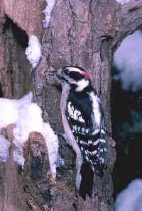 Downy Woodpecker, male