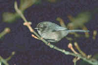 Bushtit