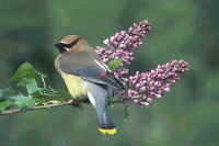 Orcas Island Wildlife Birds