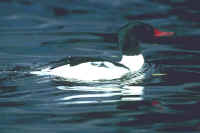 Common Merganser, male