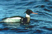 Red-breasted Merganser, male