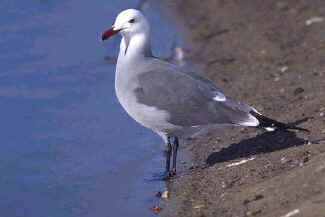 Heermann's Gull, summer