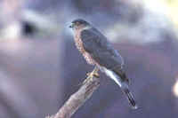 Sharp-shinned Hawk, adult